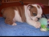 Healthy-Beautiful-English-Bulldog-Puppies-For-Adoption