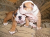 Wonderful-and-lovely-english-bulldog-puppies-for-rehoming