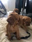 Dogue-De-Bordeaux-Puppies-For-Sale